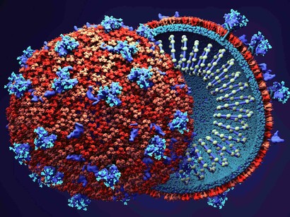 Modelo del interior del virus SARS-CoV-2
