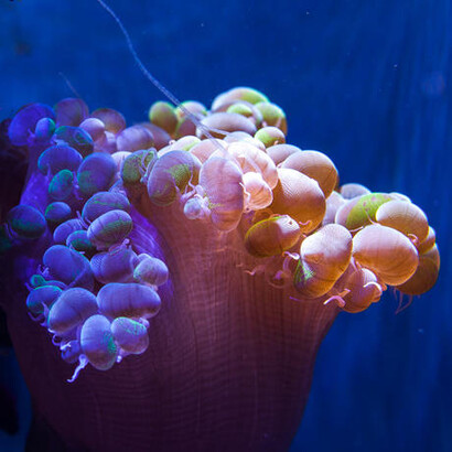Philippine Coral Reef. Courtesy of California Academy of Sciences