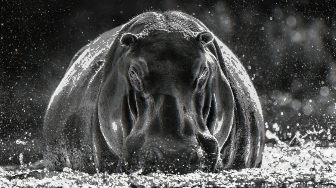 Pride Rock. Courtesy of Maddox Gallery