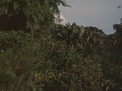 Colony Archive - Postcard 20, 2019-ongoing, archival inkjet print on luster paper, 10.5 x 14.8 cm