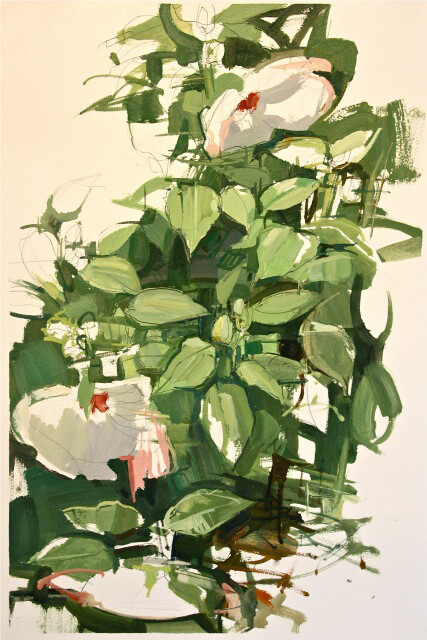 Francis Sills, Hibiscus Blooming 2, 2014, oil and graphite on Arches paper, 22 x 15 inches, 27 x 20 inches (framed)