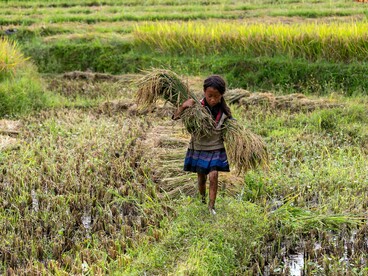 In Lào Cai, Vietnam, a child helps harvest rice in the fields