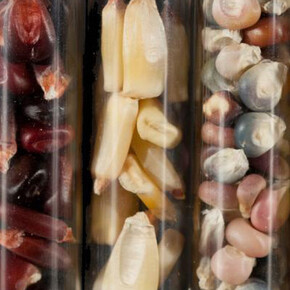 A museum of modern nature. Courtesy of Wellcome Collection 