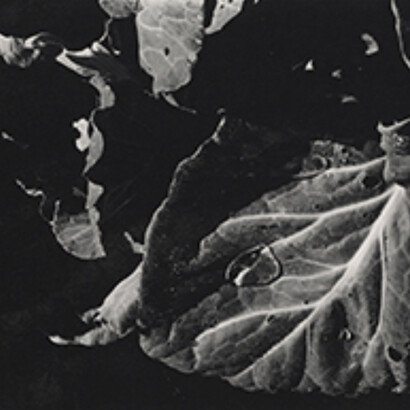 Undersoul. Courtesy of San Jose Museum of Art