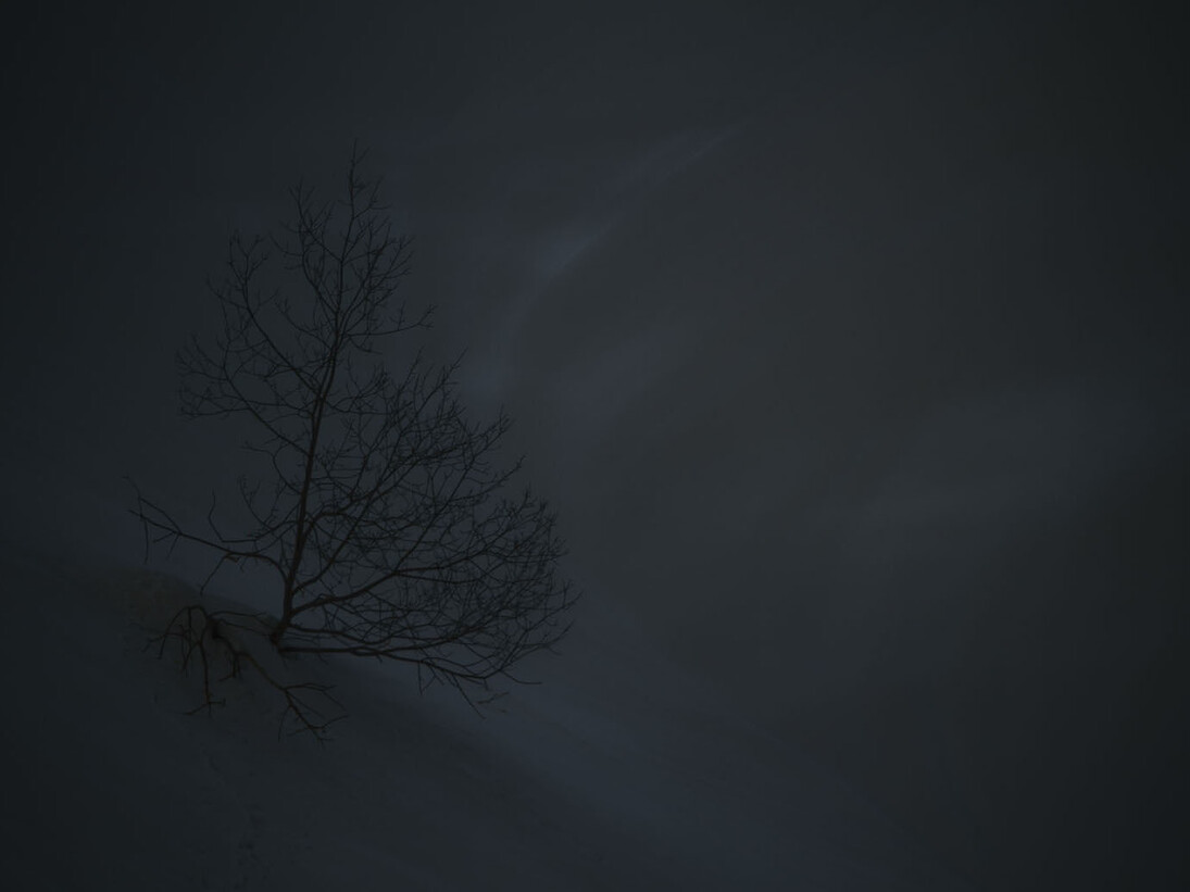 Roberta Segata, Il buio oltre la siepe, 2015