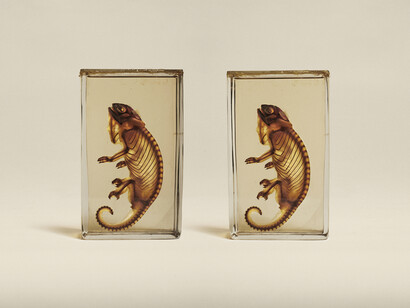 Jim Naughten, Owens Chameleon (Chamaelo Owenii), Oxford Museum of Natural History (c) Jim Naughten