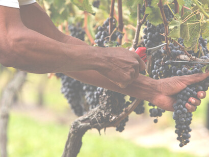 Da pochi giorni è iniziata la stagione della vendemmia