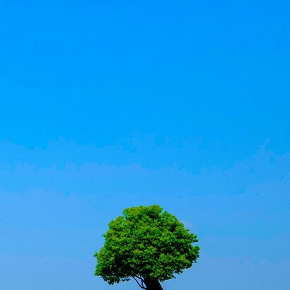 Árbol