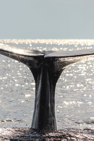 Il Santuario Internazionale dei Mammiferi Marini Pelagos, dove sono finite le ecoballe caricate sulla nave Ivy