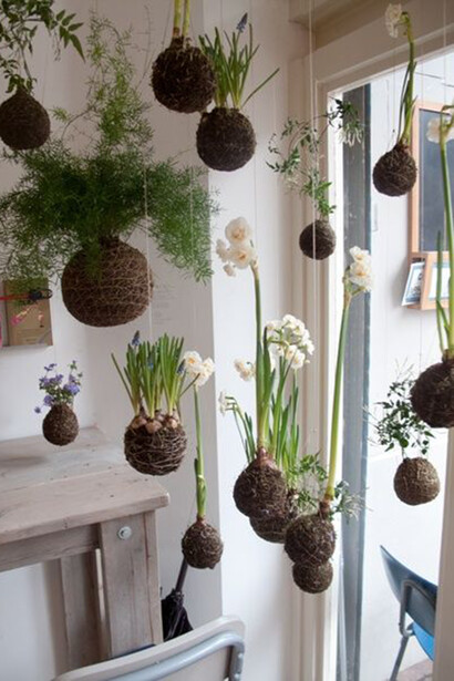 Kokedama Bonsai