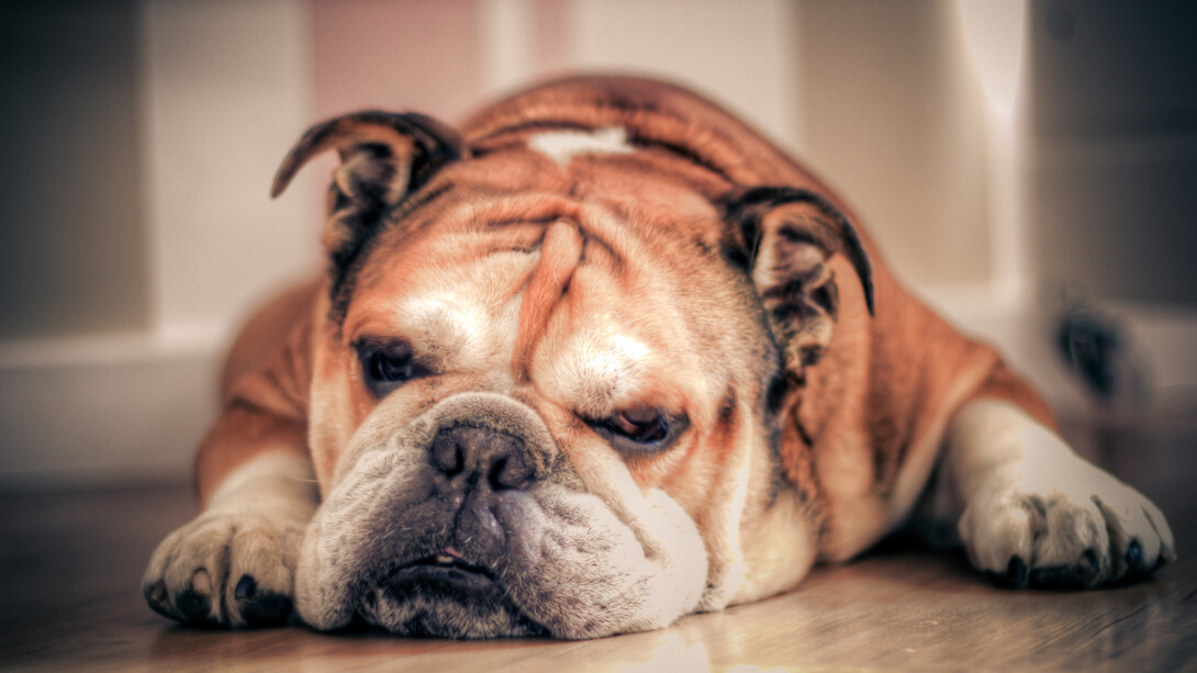 The British Bulldog