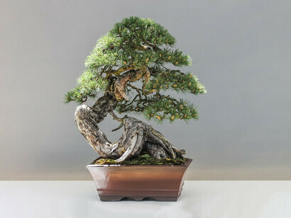 Conceptually close to the topiary is the oriental art of bonsai
