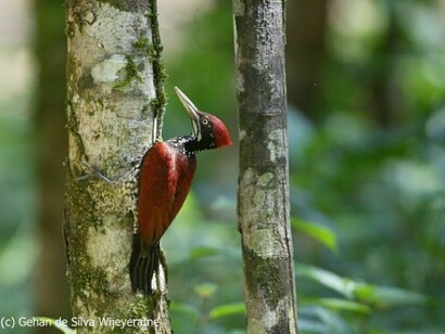 Crimson-backed Flameback