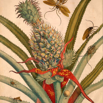 Planta de piña con cucarachas. Acuarela y grabado de Maria Sybilla Merian