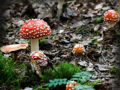 Amanitas muscaria. Alguns cogumelos, como o Amanita muscaria, apresentam cores vibrantes (como o vermelho intenso com pontos brancos) devido a adaptações evolutivas que servem principalmente para comunicação visual no ecossistema