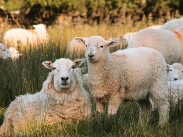 L'agricoltura e l'allevamento rappresentano attività economiche importanti per molte comunità dell'entroterra