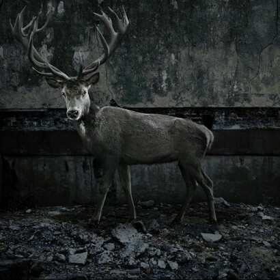 Animal in winter