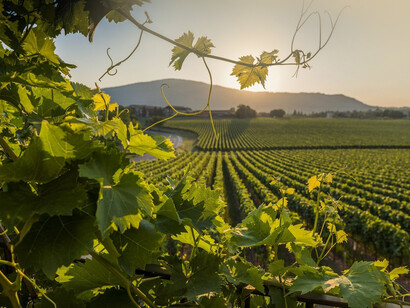 La Franciacorta segna un trend particolarmente positivo