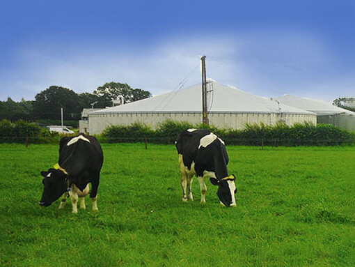 I biogas sono il risultato di una miscela di vari tipi di gas prodotti dalla fermentazione batterica in anaerobiosi dei residui organici provenienti da residui vegetali o animali