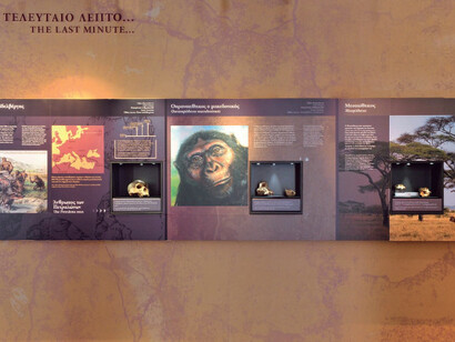 The geohistorical evolution of the Aegean, exhibition view. Courtesy of Natural History Museum of the Lesvos Petrified Forest