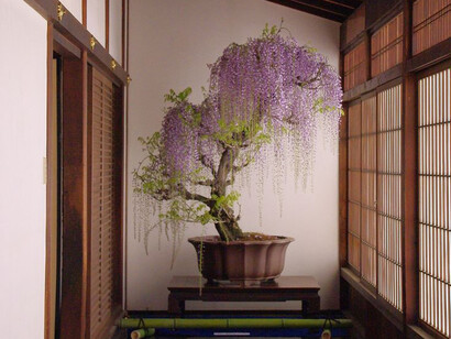 Wisteria Bonsai