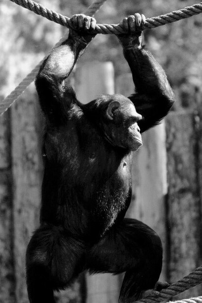 A lot of vengeful behaviours is linked to jealousy and envy