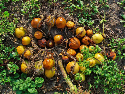 Mandragora officinarum