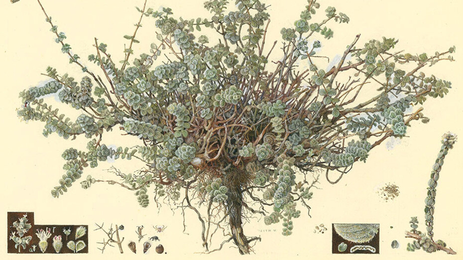 Seeds of the Land. Courtesy of Israel Museum