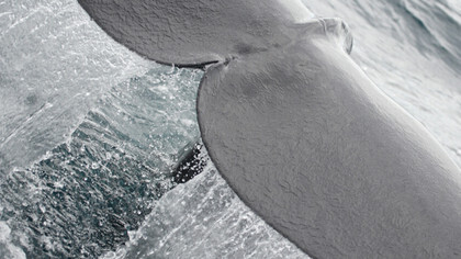 Sperm Whale  ©  Gehan de Silva Wijeyeratne