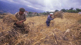 Mietitura. Foto di Gino Fabio
