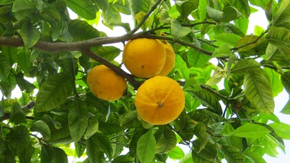 Profumatissimo bergamotto