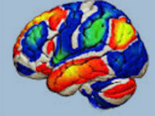 Los mapas de conectividad funcional pueden utilizarse para identificar regiones cerebrales con actividad espontánea que se correlaciona positivamente (amarillo o rojo) o negativamente (azul o verde) con cualquier otra región, como el cíngulo posterior (panel C)
