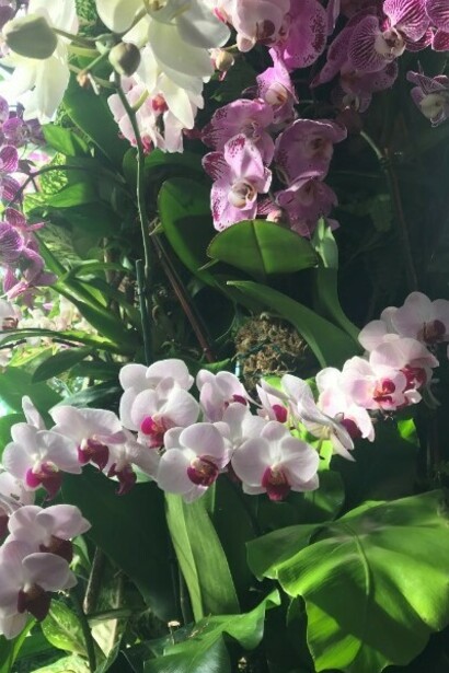 The Orchid Show at the New York Botanical Garden
