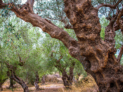 Olivos. Según el Nuevo Testamento, Jesús de Nazareth oró entre árboles de esta especie antes de ser traicionado por Judas Iscariote