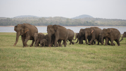 Minneriya has largest seasonally recurring gathering of elephants © Gehan de Silva Wijeyeratne