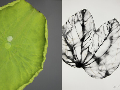 Barbara Edelstein: Reflections: Nature #36, 2014 (detail)