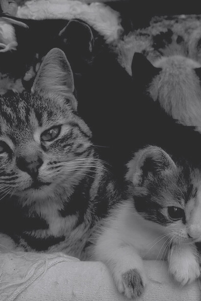 Dos gatas y cuatro cachorros