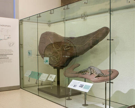 Hall of Saurischian Dinosaurs. Courtesy of American Museum of Natural History