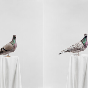 Julia Krahn, Die Taube, 2011 © Julia Krahn 