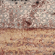 Oscar Piattella, Riflesso di un muro, 1958. Per gentile concessione del LabOratorio degli Angeli