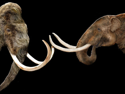 Mammuth vs. Elefante