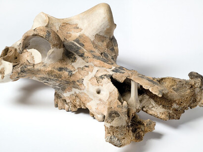 Fossil Mammals. Courtesy of Museum für Naturkunde