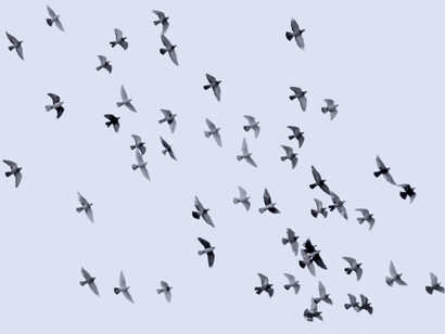 Aves en el cielo. Me asalta la duda de si al hacerlo así, es porque no nos damos cuenta de la magia y maravilla de este universo en que vivimos