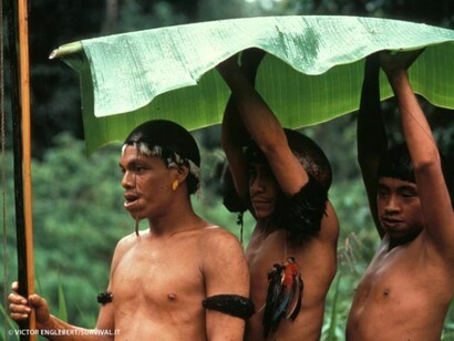 Los yanomami saben buscar remedios naturales para los problemas