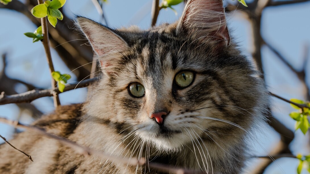 Cat watches everything with disdain and intensity