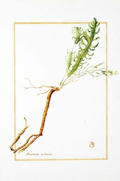 Armoracia Rusticana, acquerello