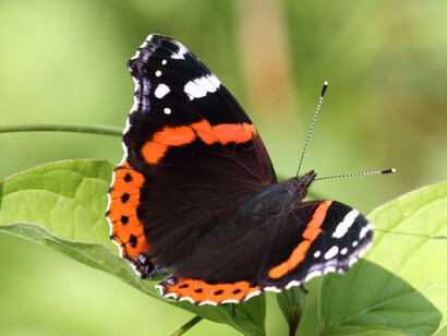 Red Admiral at Chapel Bank © Gehan de Silva Wijeyeratne