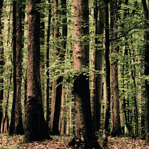 Woodlands. Courtesy of Bernheimer Fine Art