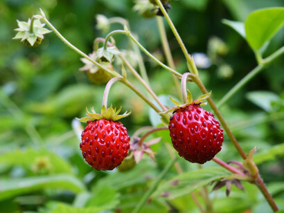 Fresas