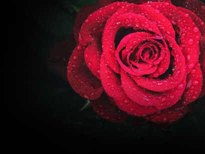 La flores también lloran